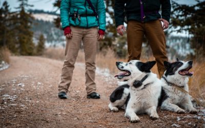 Nice “dogumentary” from Rover.com on the Wind River Bear Institute and our KBDs!