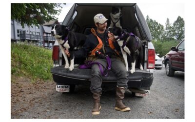 ADN – Dogs put to work in Girdwood in attempt to reduce bear conflicts with residents