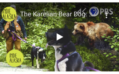 Indie Alaska – The Karelian Bear Dog: protecting people and bears from each other