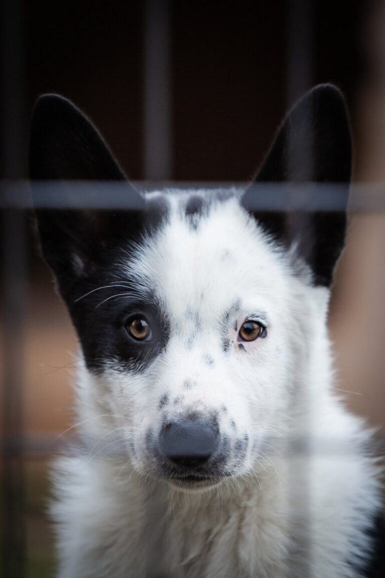 KBD Puppies Wind River Bear Institute