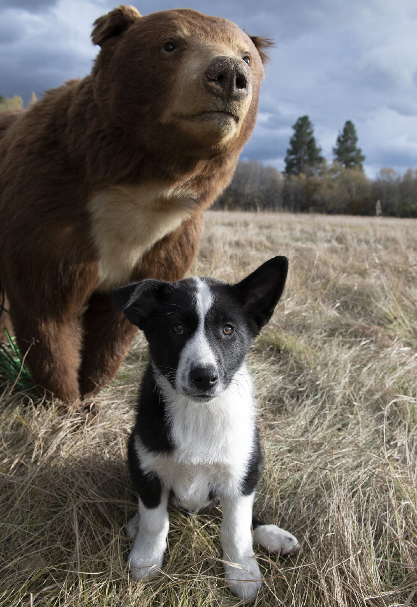 KBD Puppies Wind River Bear Institute