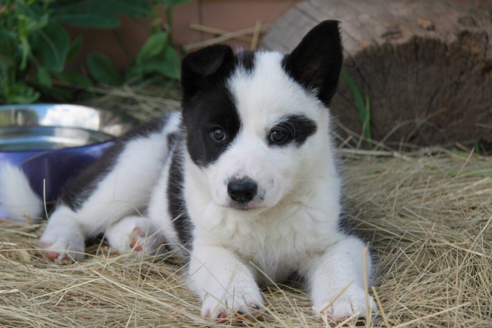 KBD Puppies Wind River Bear Institute