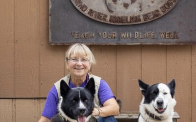 Bear Shepherds: Carrie Hunt’s dogs train bears to steer clear of people