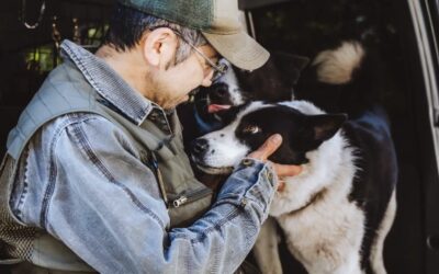 Help Support the Next Generation of Workings Karelian Bear Dogs in Japan!