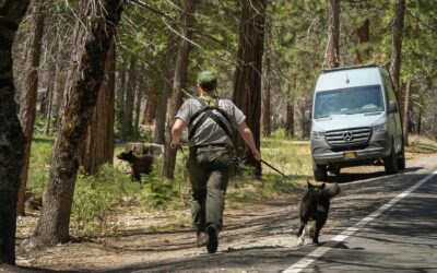 Wildlife K-9 Handler Team Help Keep Bears Wild in Yosemite National Park