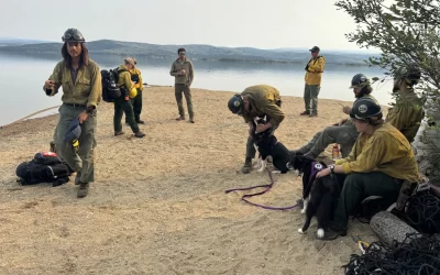 Karelian Bear Dogs are Protecting Crews and Lifting Spirits at Interior Alaska Fire Camps