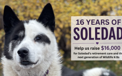 16 Years of Soledad Fundraising Campaign